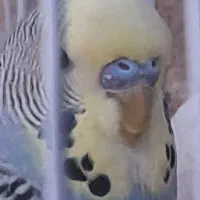 مرغ عشق|پرنده|قم, نیروگاه|دیوار