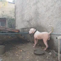 سگ داگوآرژانتین