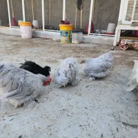 ست کوشین بلو و بلک|حیوانات مزرعه|اردکان, |دیوار