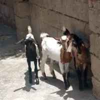 کهره نزار ب عید قربان  وگیسه ونری برای داشت