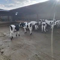 گوساله مخصوص پروار