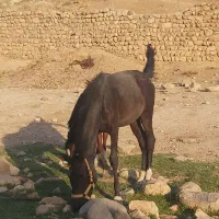 اسب|اسب و تجهیزات اسب‌سواری|اصفهان, کوی امیریه|دیوار