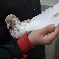 کفتر|پرنده|صباشهر, |دیوار