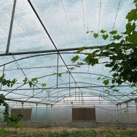 فروش سازه گلخانه به متراژ ۱۶۰۰متر