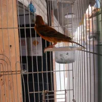 قناری.همه.. بخون|پرنده|آمل, |دیوار