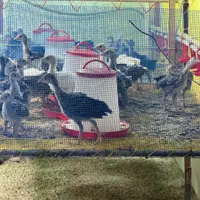 جوجه بوقلمون یک روزه تا یک ماهه با ارسال رایگان|حیوانات مزرعه|بهشهر, |دیوار