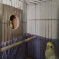 جفت عروس هلندی یکی بخر دوتا ببر|پرنده|سرخه, |دیوار