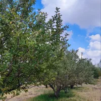 فروش باغ|فروش خانه و ویلا|سراجو, |دیوار