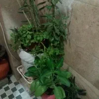 دیجیتال صوتی گل  گُل|صوتی و تصویری|شیراز, قدوسی شرقی|دیوار