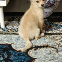 سگ پامر ماده