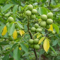 نهال گـردو چندلر پربار با ارسال به سراسر ایران|حراج|محمدیه-قزوین, |دیوار