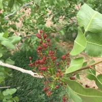 140هکتار باغ پسته با 2حلقه چاه آب مدرن و به روز|فروش دفتر صنعتی، کشاورزی، تجاری|رفسنجان, |دیوار