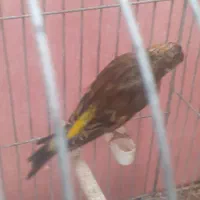 جوجه سهره قناری نر دهن لر ۳ ماهه|پرنده|فردیس, شهرک سپاه|دیوار