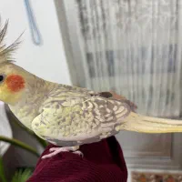 طوطی عروس ماده