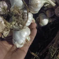 سیر تازه رامهرمز درجه یک