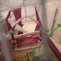 عروس هلندی آلبینو فروشی|پرنده|ایرانشهر, |دیوار