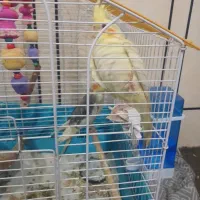 عروس هلندی ماده جوجه