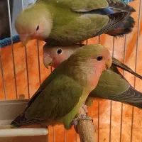 سه عدد جوجه طوطی برزیلی