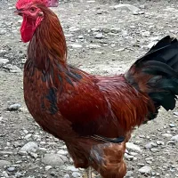 خروس امپراطور