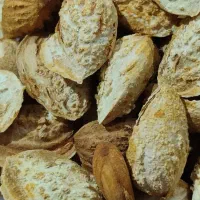 بادام کاغذی اعلا  اذر دیرگل|خوردنی و آشامیدنی|انزل, |دیوار