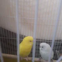 باسلام یک جفت مرغ عشق سرحال شیطون به فروش میرسد