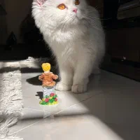 گربه ماده|گربه|بیرجند, |دیوار