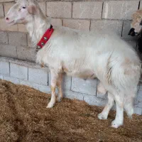 قوچ افشاری پلنگی