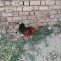 خروس|حیوانات مزرعه|دینور, |دیوار