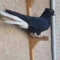کبوتر سیاه دم سفید گمشده