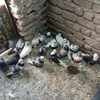 ب شرط پرش نطفه همه چی|پرنده|قم, آزادگان|دیوار