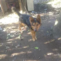 واگذاری سگ شولاین|سگ|لولمان, |دیوار