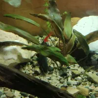 ماهی اکواریوم شارک دم قرمز|ماهی|گرگان, |دیوار