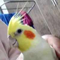 عروس هلندی نازار|پرنده|نورآباد, |دیوار