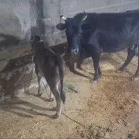 لیشه گاو نر
