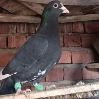 سلام  کبوتر پلنگ|پرنده|چترود, |دیوار