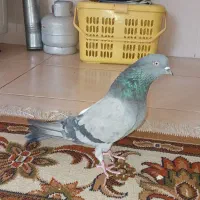 کبوتر|پرنده|ایلام, |دیوار