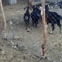 فروش کهره و بز|حیوانات مزرعه|جنت, |دیوار