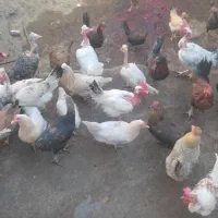فروش مرغ محلی اصل|حیوانات مزرعه|سیمکان, |دیوار