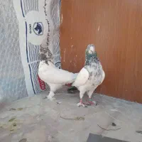 یه جفت کله دم سبز|پرنده|محمدشهر, محمدشهر|دیوار