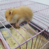 حیوان همستر