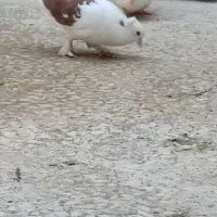 کبوتر ماده و نر