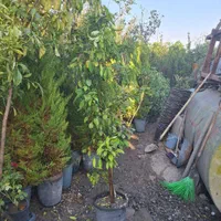 نارنج بارده|خدمات باغبانی و درختکاری|فلاورجان, |دیوار