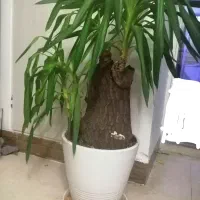 گلدان گل یوکا بسیـار زیبا|گل و گیاه طبیعی|قم, مجیدیه|دیوار