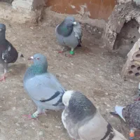 کفتر خوب|پرنده|گناباد, |دیوار