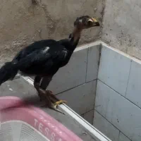 جوجه لاری سه ماهه