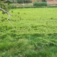 برنج وحبوبات بهرامی