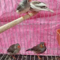 دو جفت فنچ مولد|پرنده|بندر ماهشهر, |دیوار