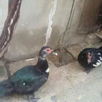 هردو عدد اردک به مبلغ  یک میلیون پانصد