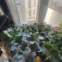 بنفشه افریقایی