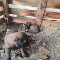 واگذری دوعدد توله مالنیوز نر با مادرشون|سگ|کوهسار (البرز), |دیوار